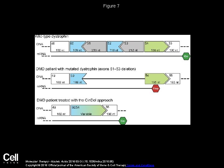 Figure 7 Molecular Therapy - Nucleic Acids 2016 5 DOI: (10. 1038/mtna. 2015. 58)