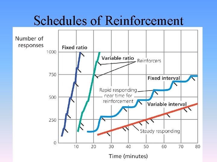 Schedules of Reinforcement 