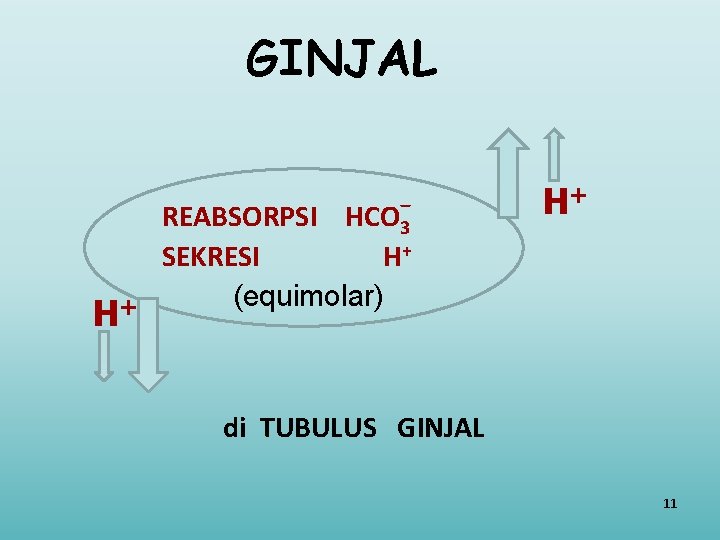 GINJAL H+ REABSORPSI HCO 3 SEKRESI H+ (equimolar) H+ di TUBULUS GINJAL 11 