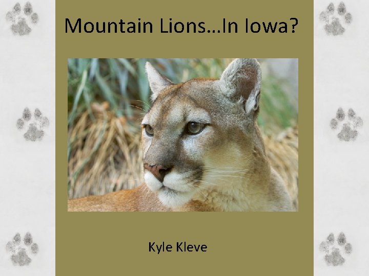 Mountain Lions…In Iowa? Kyle Kleve 