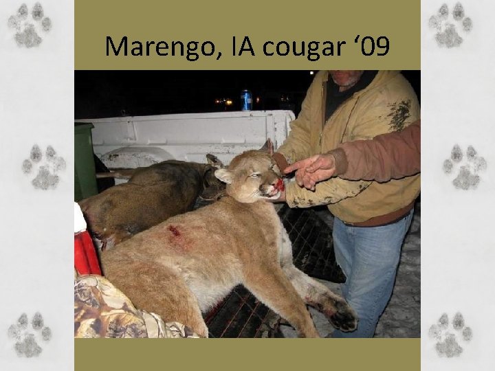 Marengo, IA cougar ‘ 09 