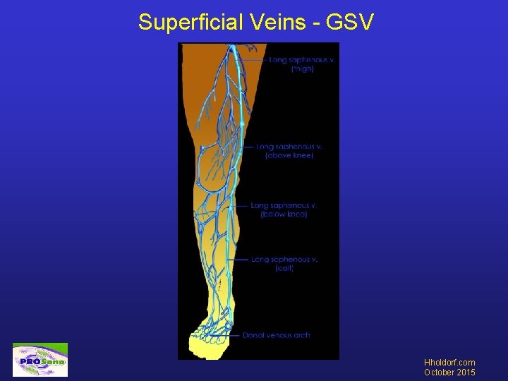 Superficial Veins - GSV Hholdorf. com October 2015 