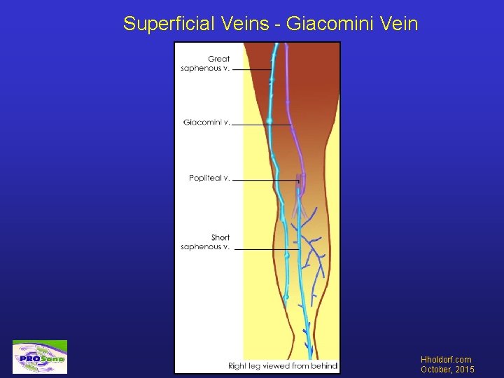 Superficial Veins - Giacomini Vein Hholdorf. com October, 2015 