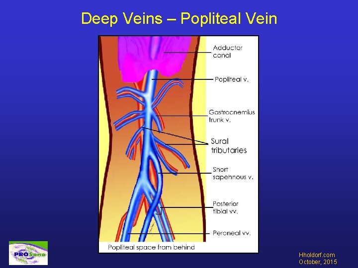 Deep Veins – Popliteal Vein Hholdorf. com October, 2015 