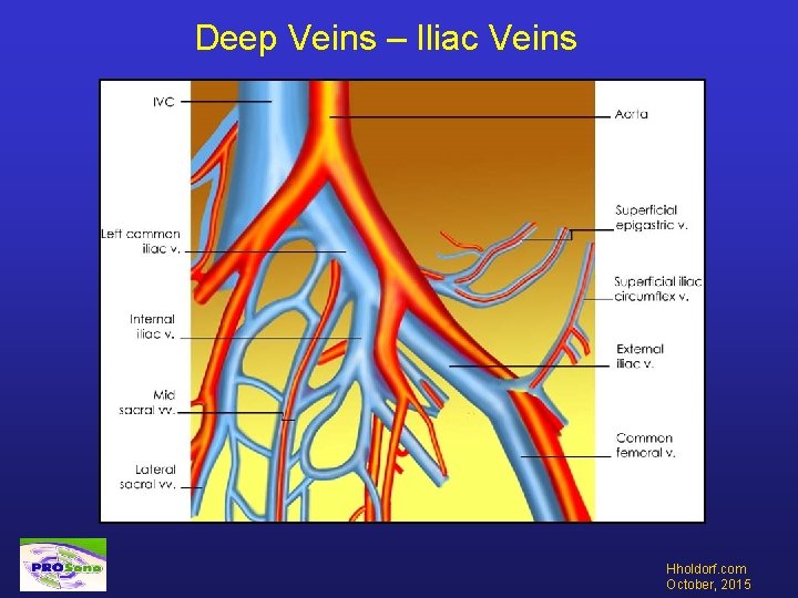 Deep Veins – Iliac Veins Hholdorf. com October, 2015 