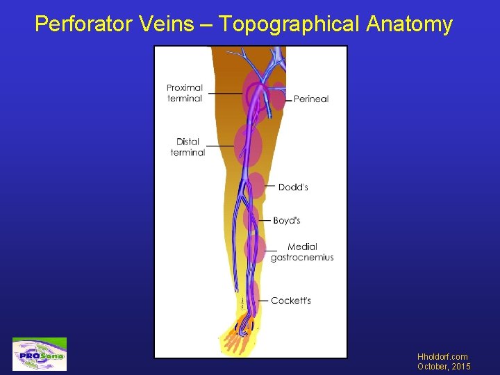 Perforator Veins – Topographical Anatomy Hholdorf. com October, 2015 