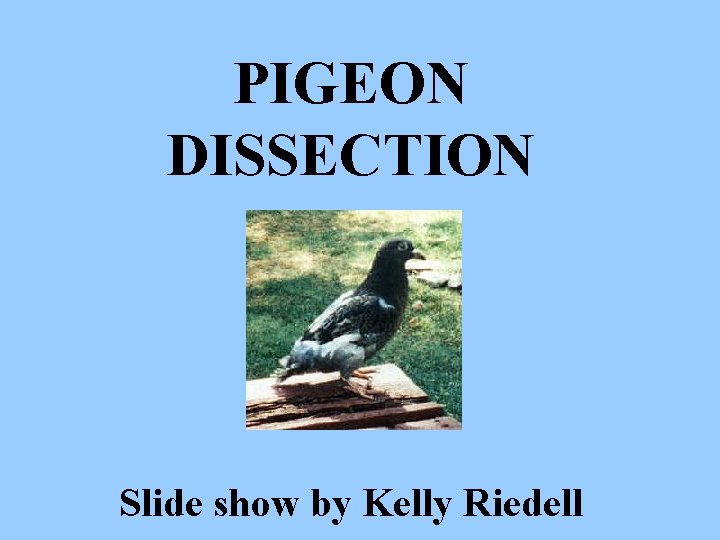 PIGEON DISSECTION Slide show by Kelly Riedell 