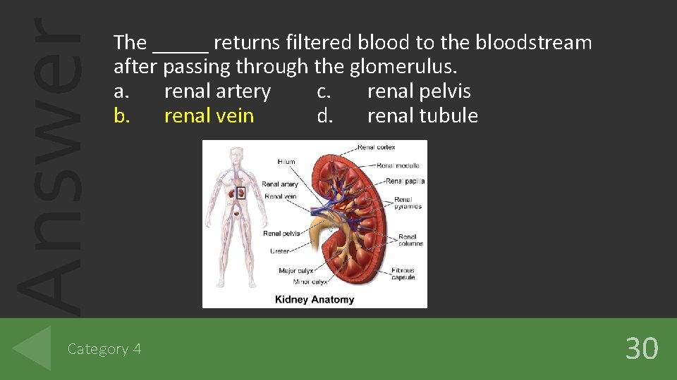 Answer The _____ returns filtered blood to the bloodstream after passing through the glomerulus. Answer The _____ returns filtered blood to the bloodstream after passing through the glomerulus.