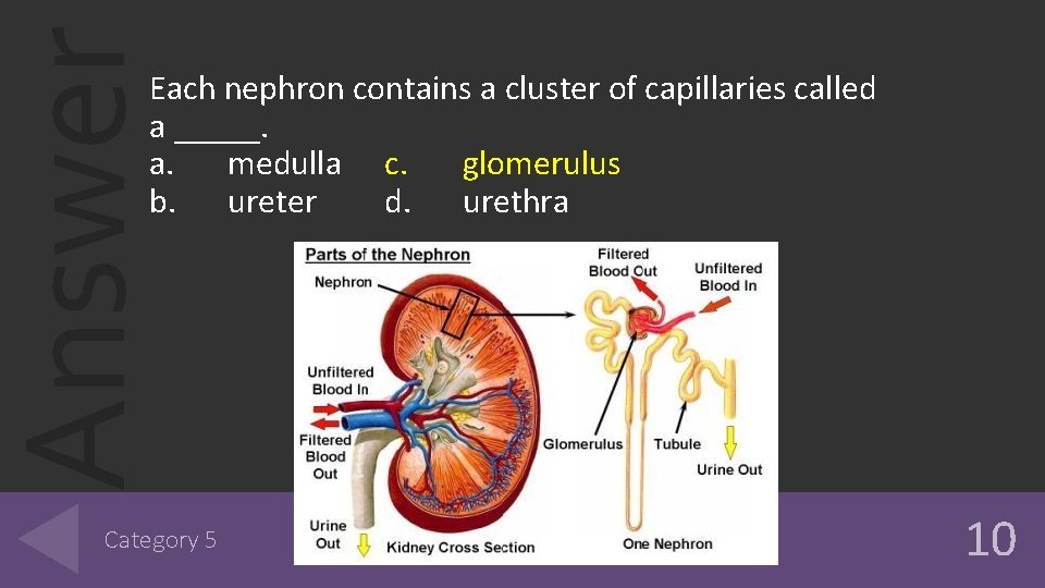 Answer Each nephron contains a cluster of capillaries called a _____. a. medulla c. Answer Each nephron contains a cluster of capillaries called a _____. a. medulla c.