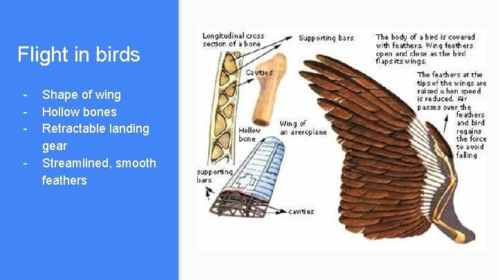 Air Aerodynamics and Flight What is air Composition