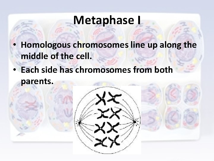 Metaphase I • Homologous chromosomes line up along the middle of the cell. •