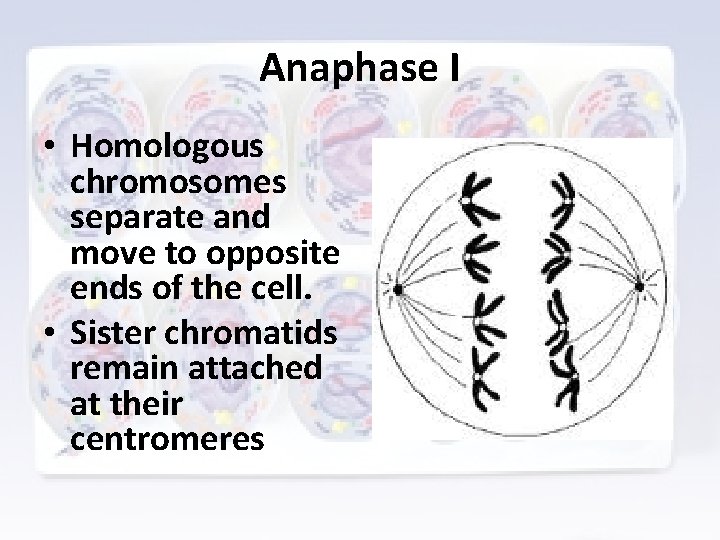 Anaphase I • Homologous chromosomes separate and move to opposite ends of the cell.