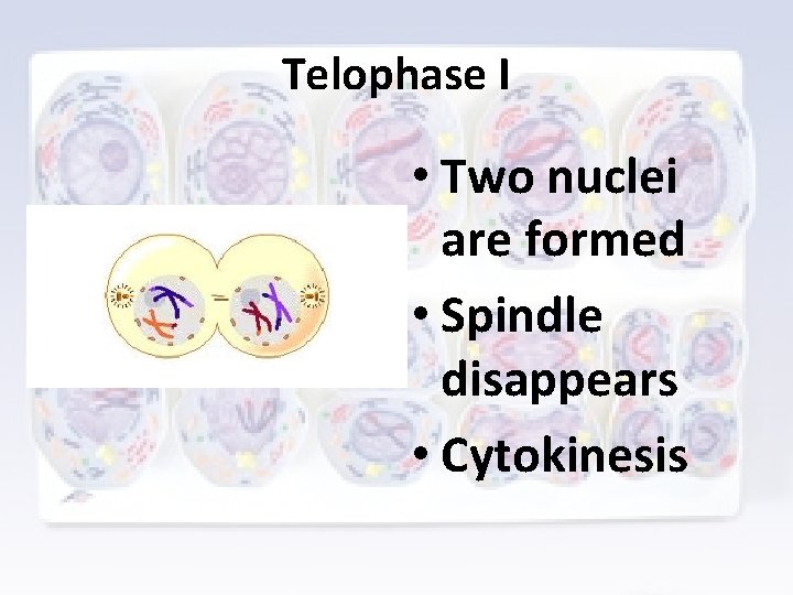 Telophase I • Two nuclei are formed • Spindle disappears • Cytokinesis 