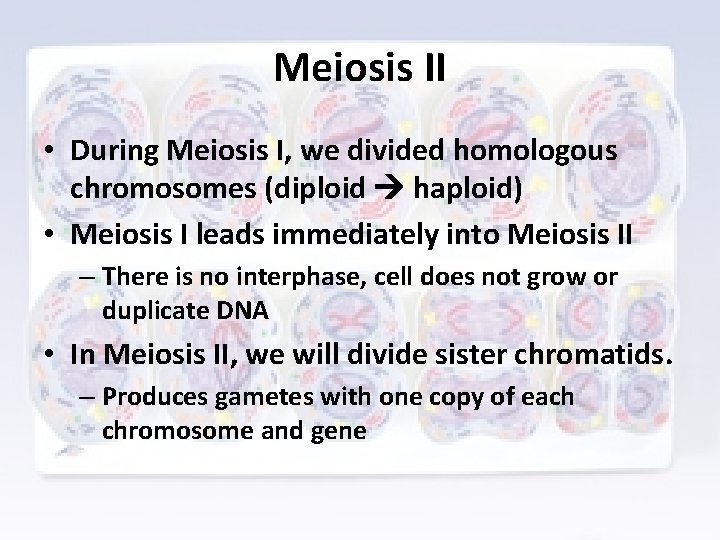 Meiosis II • During Meiosis I, we divided homologous chromosomes (diploid haploid) • Meiosis