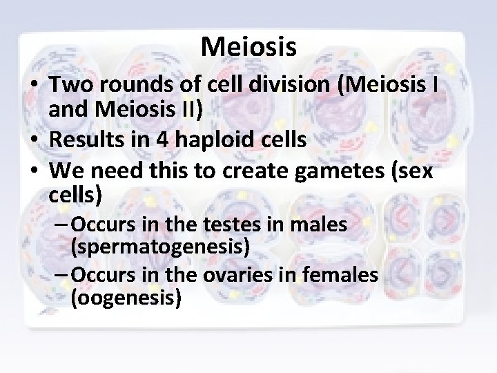 Meiosis • Two rounds of cell division (Meiosis I and Meiosis II) • Results