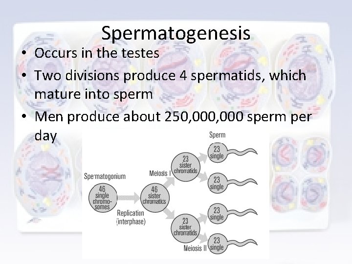 Spermatogenesis • Occurs in the testes • Two divisions produce 4 spermatids, which mature