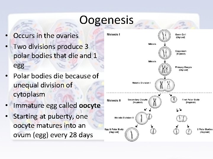 Oogenesis • Occurs in the ovaries • Two divisions produce 3 polar bodies that