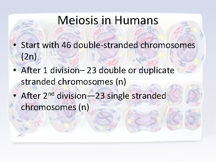 Meiosis in Humans • Start with 46 double-stranded chromosomes (2 n) • After 1