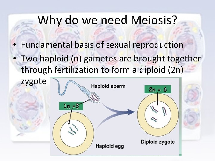 Why do we need Meiosis? • Fundamental basis of sexual reproduction • Two haploid