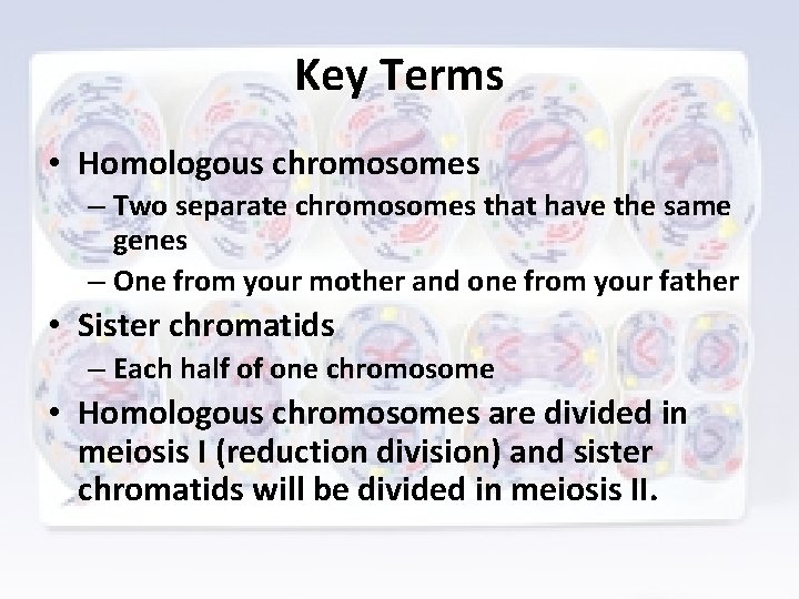 Key Terms • Homologous chromosomes – Two separate chromosomes that have the same genes