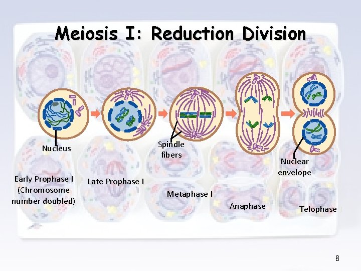 Meiosis I: Reduction Division Spindle fibers Nucleus Early Prophase I (Chromosome number doubled) Nuclear