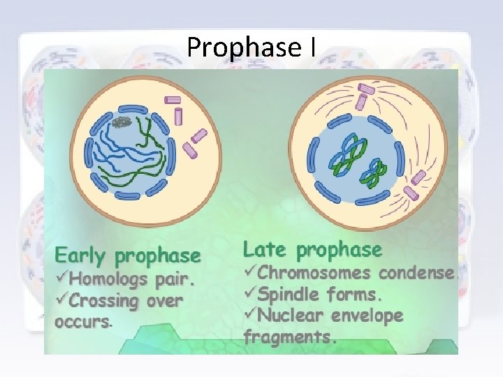 Prophase I 