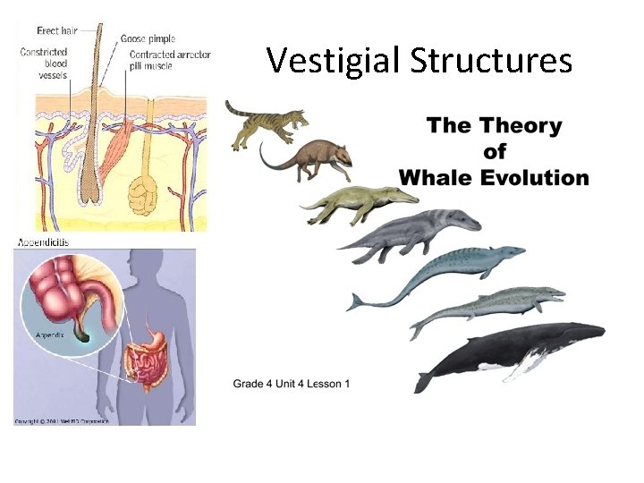 Vestigial Structures 