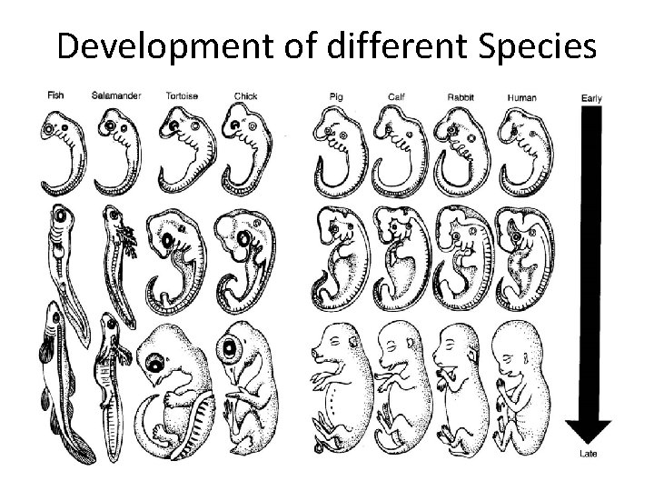 Development of different Species 