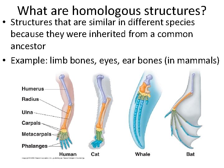 What are homologous structures? • Structures that are similar in different species because they