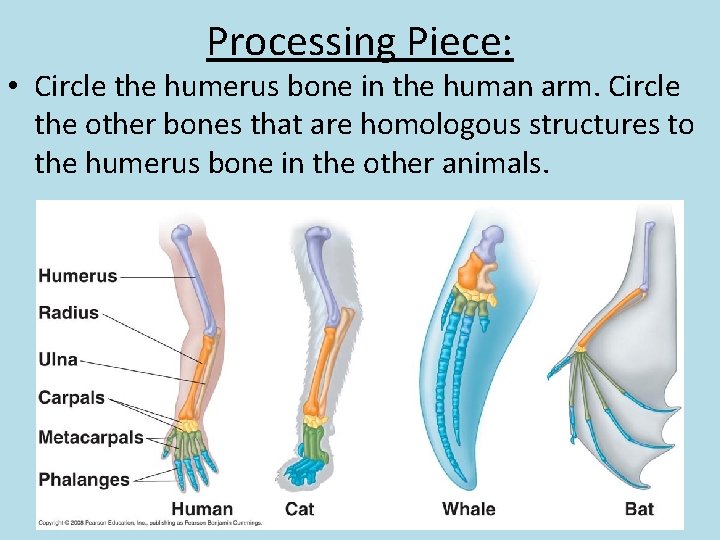 Processing Piece: • Circle the humerus bone in the human arm. Circle the other