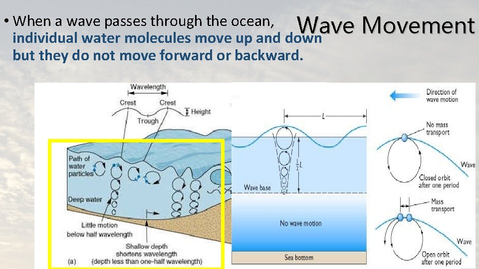  • When a wave passes through the ocean, Wave individual water molecules move