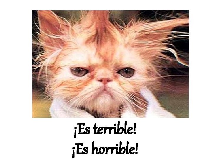 ¡Es terrible! ¡Es horrible! 