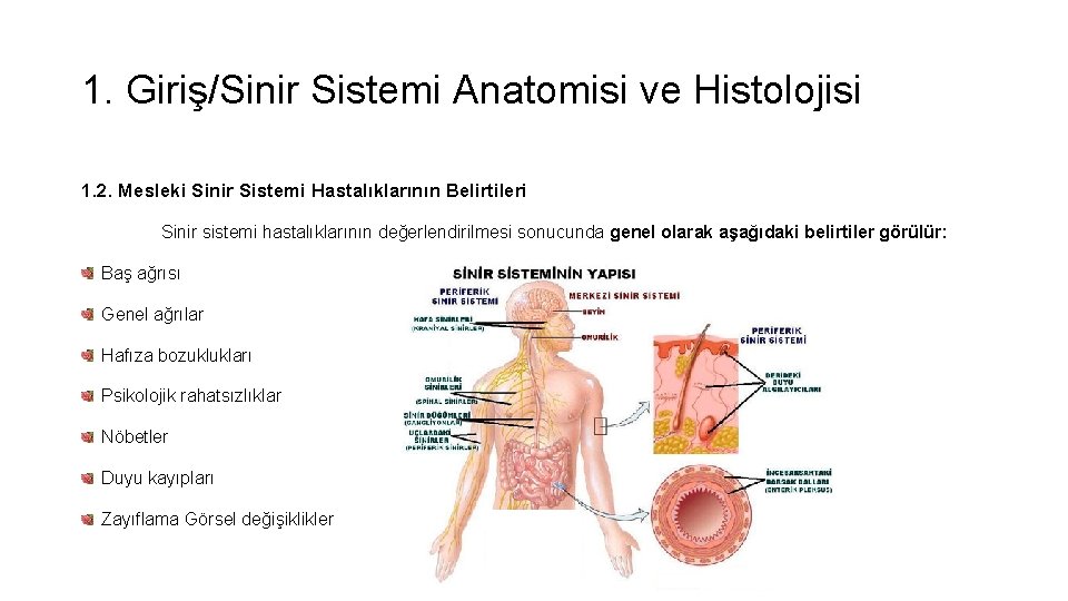 1. Giriş/Sinir Sistemi Anatomisi ve Histolojisi 1. 2. Mesleki Sinir Sistemi Hastalıklarının Belirtileri Sinir