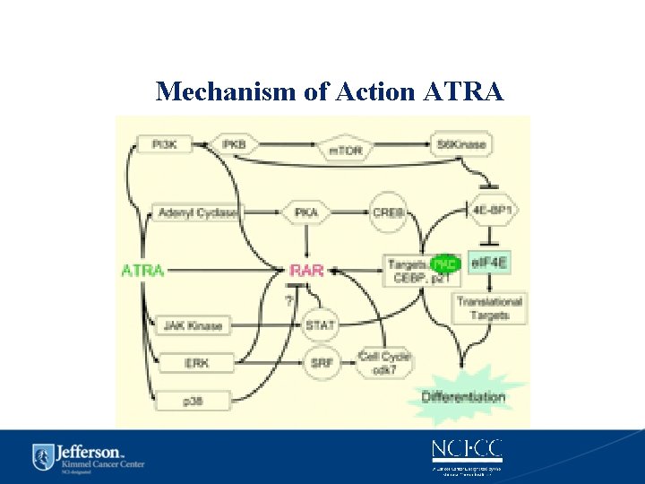 Mechanism of Action ATRA 