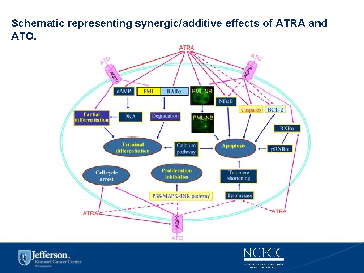 Schematic representing synergic/additive effects of ATRA and ATO. 