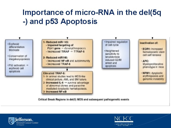 Importance of micro-RNA in the del(5 q -) and p 53 Apoptosis 