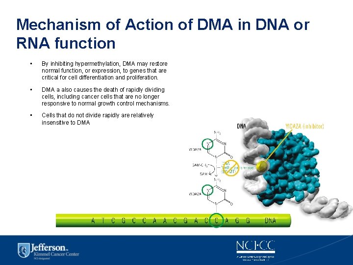 Mechanism of Action of DMA in DNA or RNA function • By inhibiting hypermethylation,