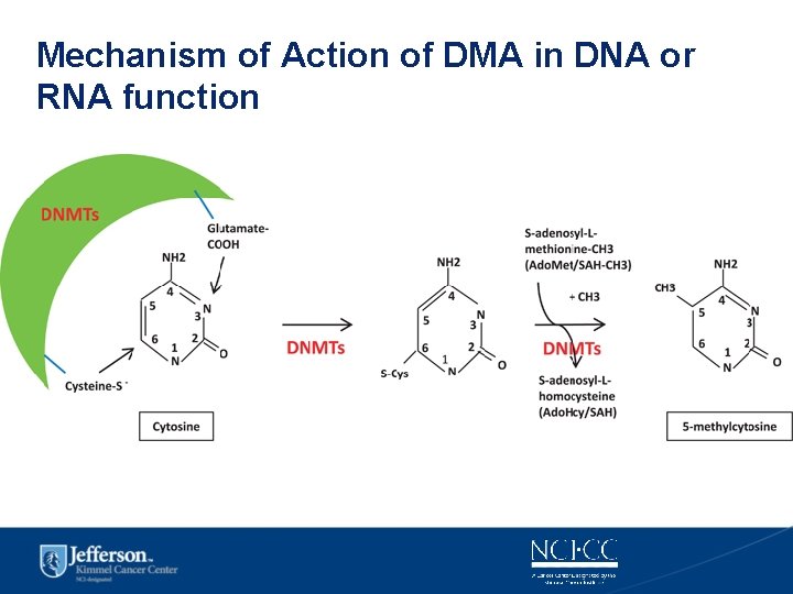 Mechanism of Action of DMA in DNA or RNA function 