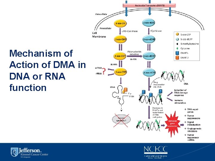 Mechanism of Action of DMA in DNA or RNA function 