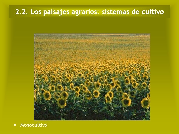 2. 2. Los paisajes agrarios: sistemas de cultivo § Monocultivo 