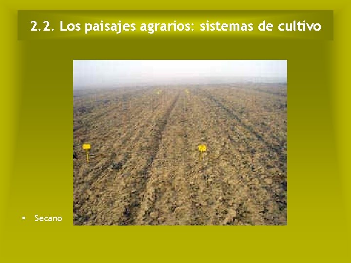 2. 2. Los paisajes agrarios: sistemas de cultivo § Secano 