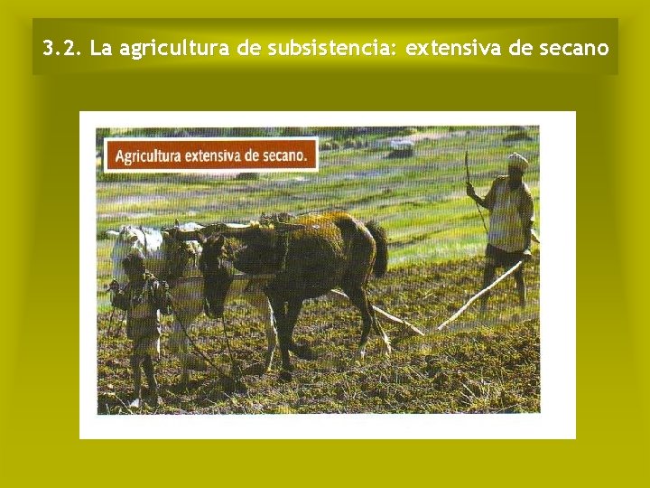 3. 2. La agricultura de subsistencia: extensiva de secano 