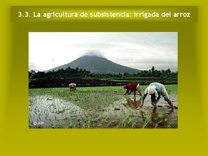 3. 3. La agricultura de subsistencia: irrigada del arroz 