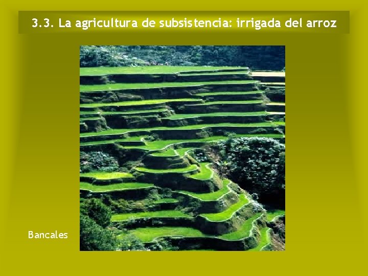 3. 3. La agricultura de subsistencia: irrigada del arroz Bancales 