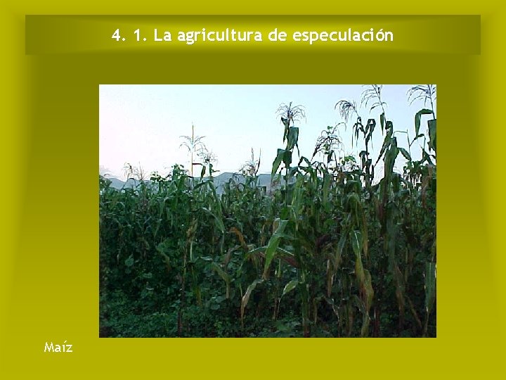 4. 1. La agricultura de especulación Maíz 