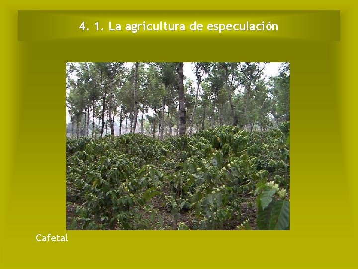 4. 1. La agricultura de especulación Cafetal 4. 1. La agricultura de especulación Cafetal
