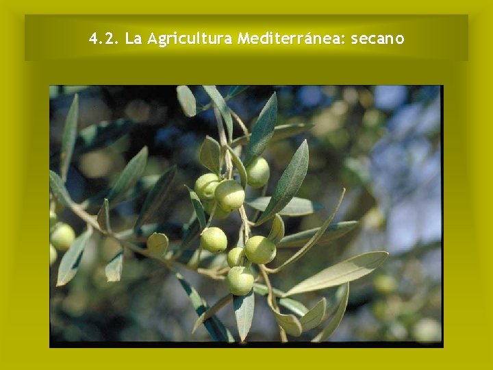 4. 2. La Agricultura Mediterránea: secano 