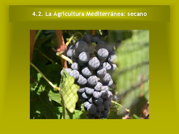 4. 2. La Agricultura Mediterránea: secano 