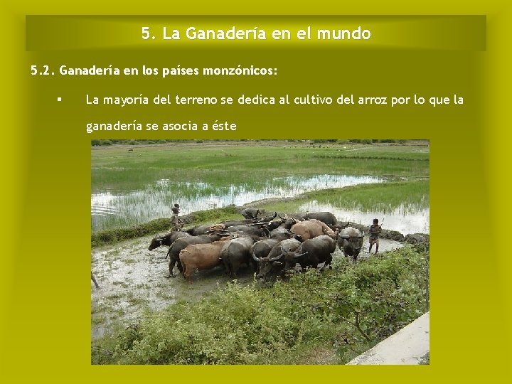 5. La Ganadería en el mundo 5. 2. Ganadería en los países monzónicos: §