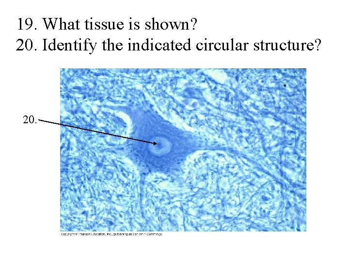 19. What tissue is shown? 20. Identify the indicated circular structure? 20. 